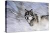 River Wolf I-Gordon Semmens-Stretched Canvas
