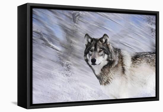 River Wolf I-Gordon Semmens-Framed Stretched Canvas