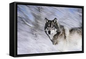 River Wolf I-Gordon Semmens-Framed Stretched Canvas