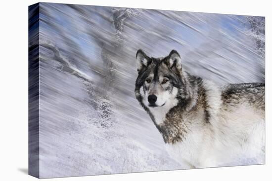 River Wolf I-Gordon Semmens-Stretched Canvas