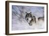 River Wolf I-Gordon Semmens-Framed Premium Giclee Print
