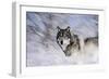 River Wolf I-Gordon Semmens-Framed Premium Giclee Print