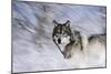 River Wolf I-Gordon Semmens-Mounted Premium Giclee Print