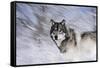 River Wolf I-Gordon Semmens-Framed Stretched Canvas