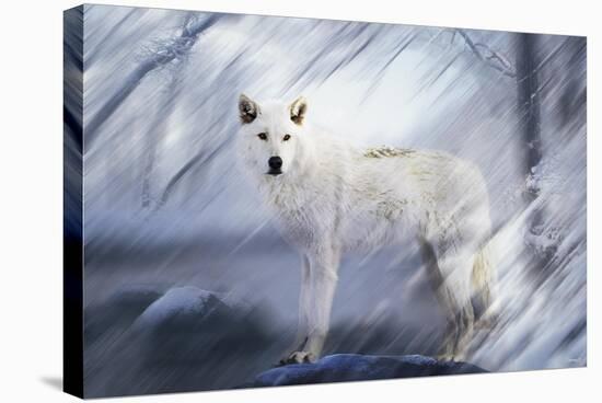 River Wolf II-Gordon Semmens-Stretched Canvas