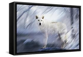 River Wolf II-Gordon Semmens-Framed Stretched Canvas