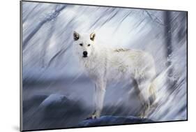 River Wolf II-Gordon Semmens-Mounted Giclee Print