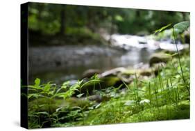 Riverbed in Bloom Photo Print Poster-null-Stretched Canvas