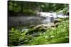 Riverbed in Bloom Photo Print Poster-null-Stretched Canvas