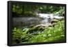 Riverbed in Bloom Photo Print Poster-null-Framed Poster