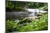 Riverbed in Bloom Photo Print Poster-null-Mounted Poster