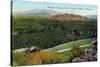 Riverside, California - Panoramic View of Orange Groves, c.1915-Lantern Press-Stretched Canvas