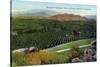 Riverside, California - Panoramic View of Orange Groves, c.1915-Lantern Press-Stretched Canvas