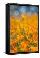 Riverside Poppies-Vincent James-Framed Stretched Canvas