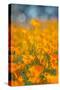 Riverside Poppies-Vincent James-Stretched Canvas