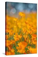 Riverside Poppies-Vincent James-Stretched Canvas