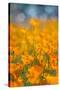 Riverside Poppies-Vincent James-Stretched Canvas