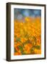 Riverside Poppies-Vincent James-Framed Premium Photographic Print