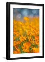Riverside Poppies-Vincent James-Framed Premium Photographic Print