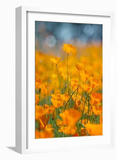 Riverside Poppies-Vincent James-Framed Photographic Print