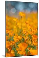 Riverside Poppies-Vincent James-Mounted Photographic Print