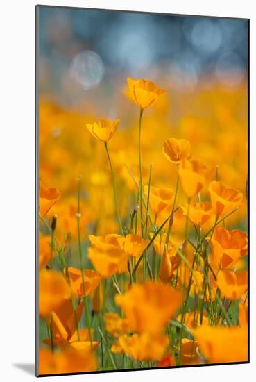 Riverside Poppies-Vincent James-Mounted Photographic Print