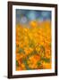 Riverside Poppies-Vincent James-Framed Photographic Print