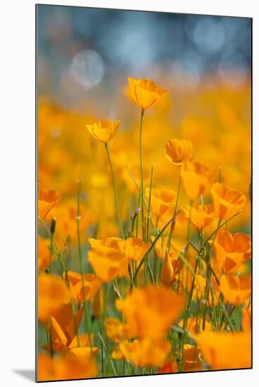 Riverside Poppies-Vincent James-Mounted Photographic Print