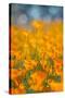 Riverside Poppies-Vincent James-Stretched Canvas