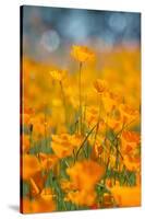 Riverside Poppies-Vincent James-Stretched Canvas