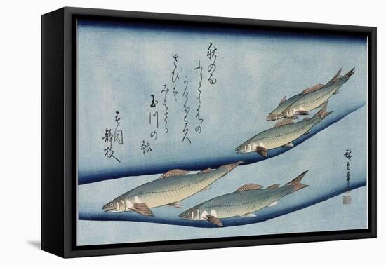 Rivertrout', from the Series 'Collection of Fish'-Utagawa Hiroshige-Framed Stretched Canvas