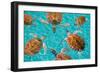 Riviera Maya Turtles Photomount on Caribbean Turquoise Waters of Mayan Mexico-holbox-Framed Photographic Print