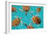 Riviera Maya Turtles Photomount on Caribbean Turquoise Waters of Mayan Mexico-holbox-Framed Photographic Print