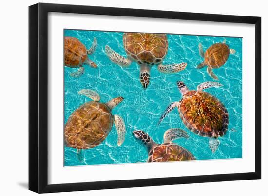 Riviera Maya Turtles Photomount on Caribbean Turquoise Waters of Mayan Mexico-holbox-Framed Photographic Print