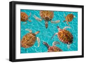 Riviera Maya Turtles Photomount on Caribbean Turquoise Waters of Mayan Mexico-holbox-Framed Photographic Print