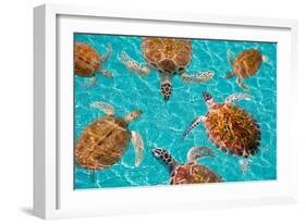 Riviera Maya Turtles Photomount on Caribbean Turquoise Waters of Mayan Mexico-holbox-Framed Photographic Print