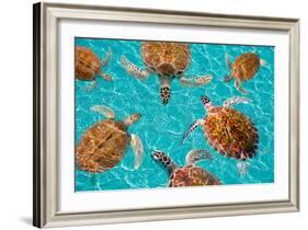 Riviera Maya Turtles Photomount on Caribbean Turquoise Waters of Mayan Mexico-holbox-Framed Photographic Print