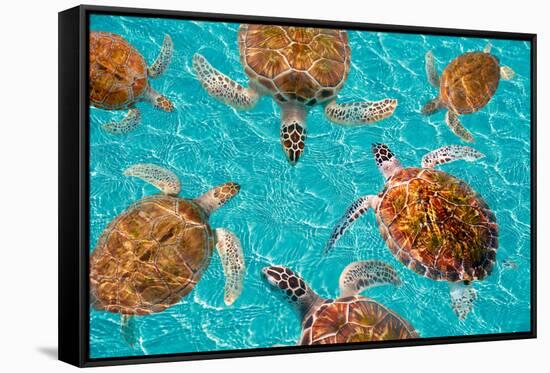 Riviera Maya Turtles Photomount on Caribbean Turquoise Waters of Mayan Mexico-holbox-Framed Stretched Canvas