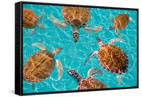 Riviera Maya Turtles Photomount on Caribbean Turquoise Waters of Mayan Mexico-holbox-Framed Stretched Canvas