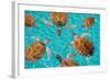 Riviera Maya Turtles Photomount on Caribbean Turquoise Waters of Mayan Mexico-holbox-Framed Photographic Print