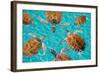 Riviera Maya Turtles Photomount on Caribbean Turquoise Waters of Mayan Mexico-holbox-Framed Photographic Print