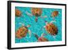 Riviera Maya Turtles Photomount on Caribbean Turquoise Waters of Mayan Mexico-holbox-Framed Photographic Print