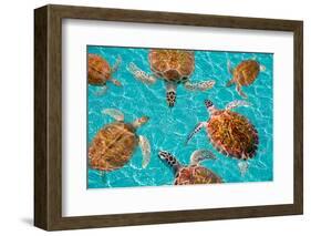 Riviera Maya Turtles Photomount on Caribbean Turquoise Waters of Mayan Mexico-holbox-Framed Photographic Print