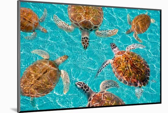 Riviera Maya Turtles Photomount on Caribbean Turquoise Waters of Mayan Mexico-holbox-Mounted Photographic Print