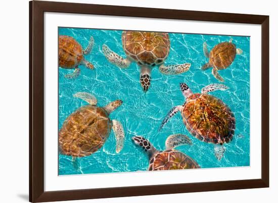 Riviera Maya Turtles Photomount on Caribbean Turquoise Waters of Mayan Mexico-holbox-Framed Photographic Print