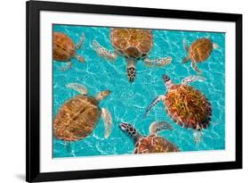 Riviera Maya Turtles Photomount on Caribbean Turquoise Waters of Mayan Mexico-holbox-Framed Photographic Print