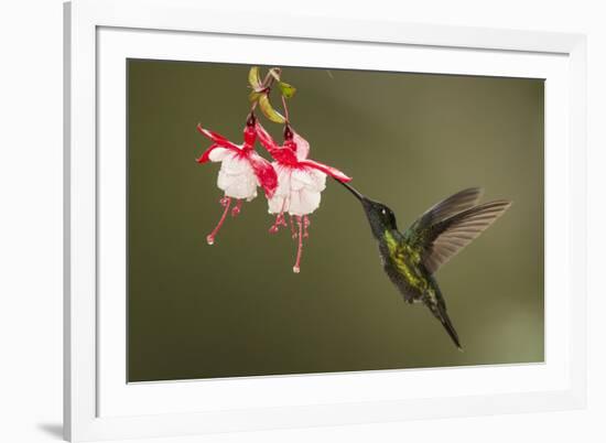 Rivoli's hummingbird nectaring on Fuchsia flower, Costa Rica-Paul Hobson-Framed Photographic Print