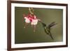 Rivoli's hummingbird nectaring on Fuchsia flower, Costa Rica-Paul Hobson-Framed Photographic Print