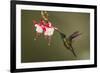 Rivoli's hummingbird nectaring on Fuchsia flower, Costa Rica-Paul Hobson-Framed Photographic Print