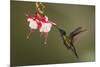 Rivoli's hummingbird nectaring on Fuchsia flower, Costa Rica-Paul Hobson-Mounted Photographic Print